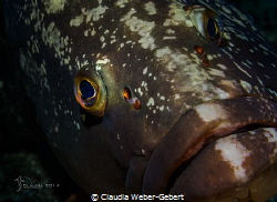 look into my eyes.......
big grouper coming near by Claudia Weber-Gebert 